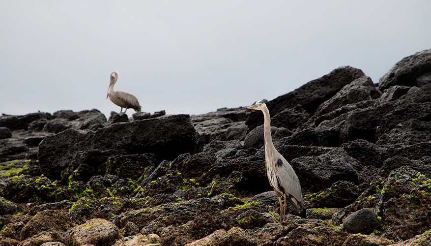 birdlife